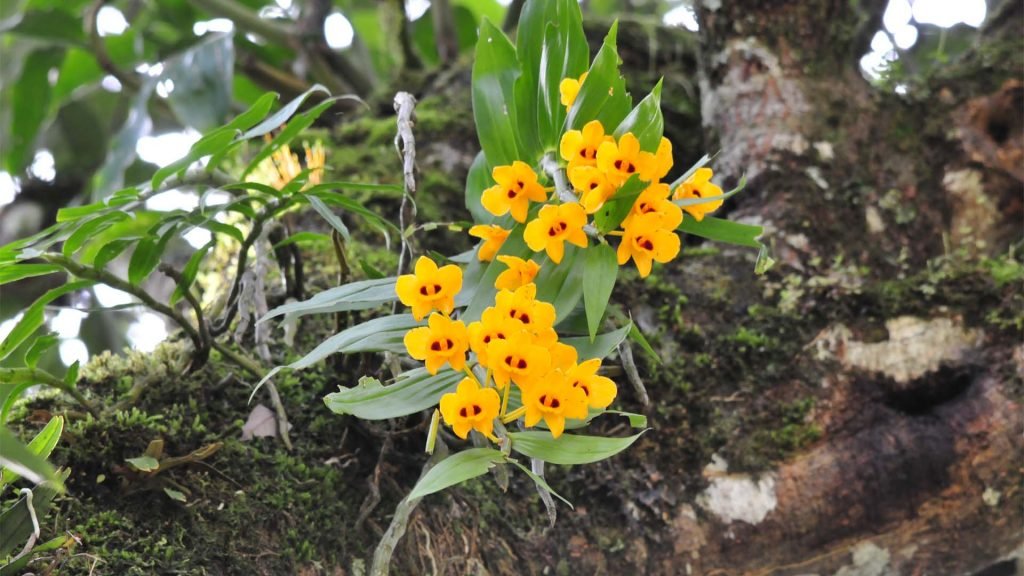 flowers-in-bhutan